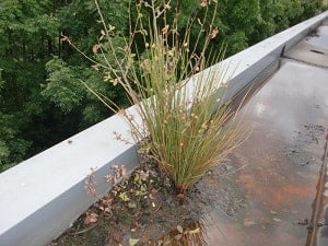 Blocked Gutter